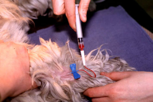 Progesterone & Reverse Progesterone Testing