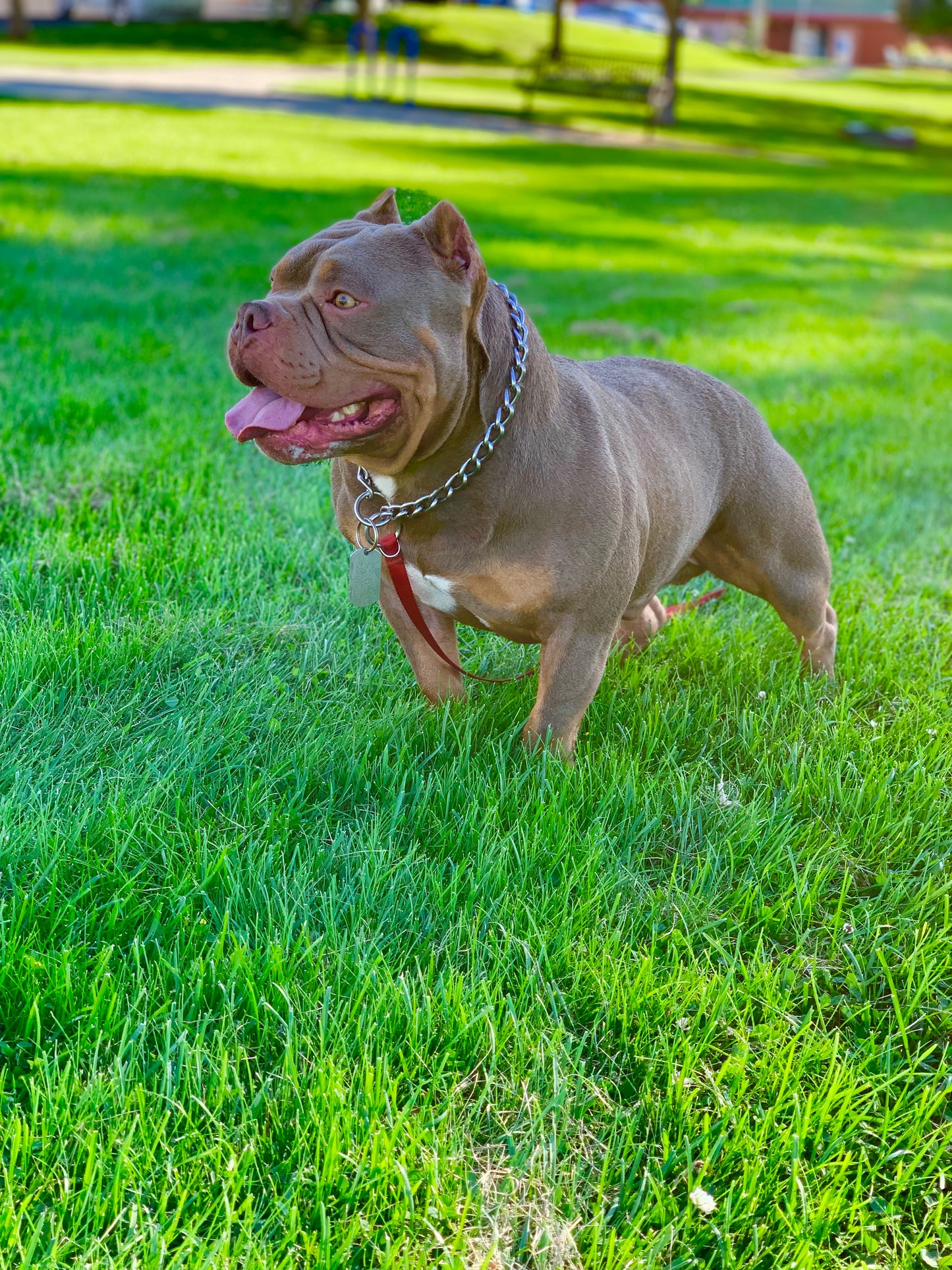 Canelo