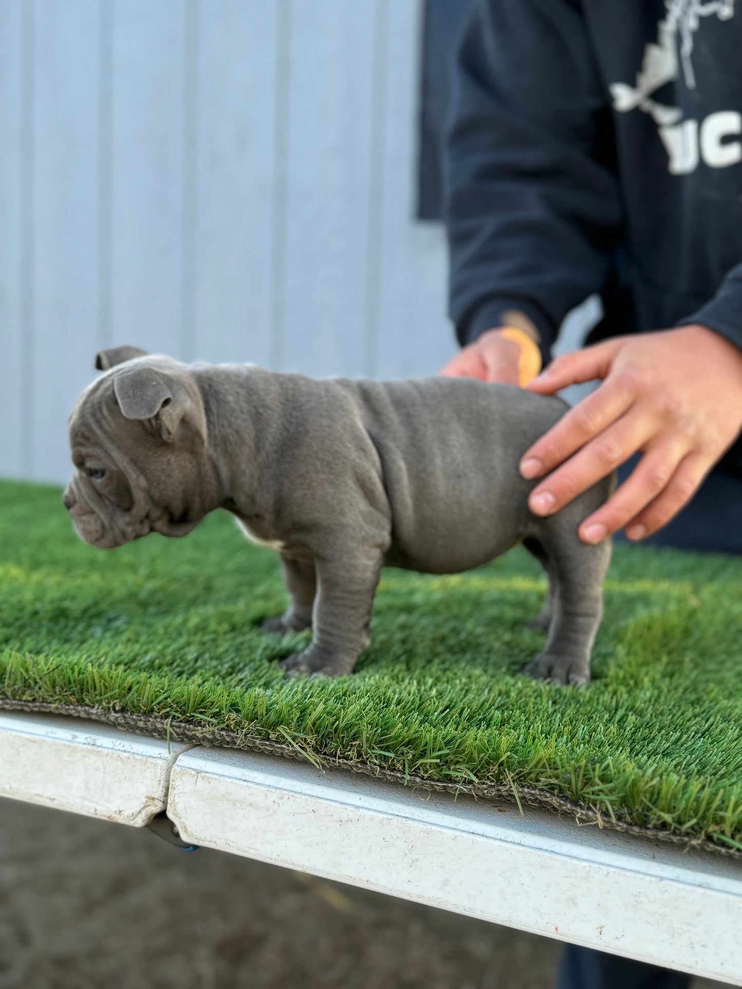 Female pup