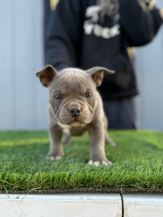 Female pup