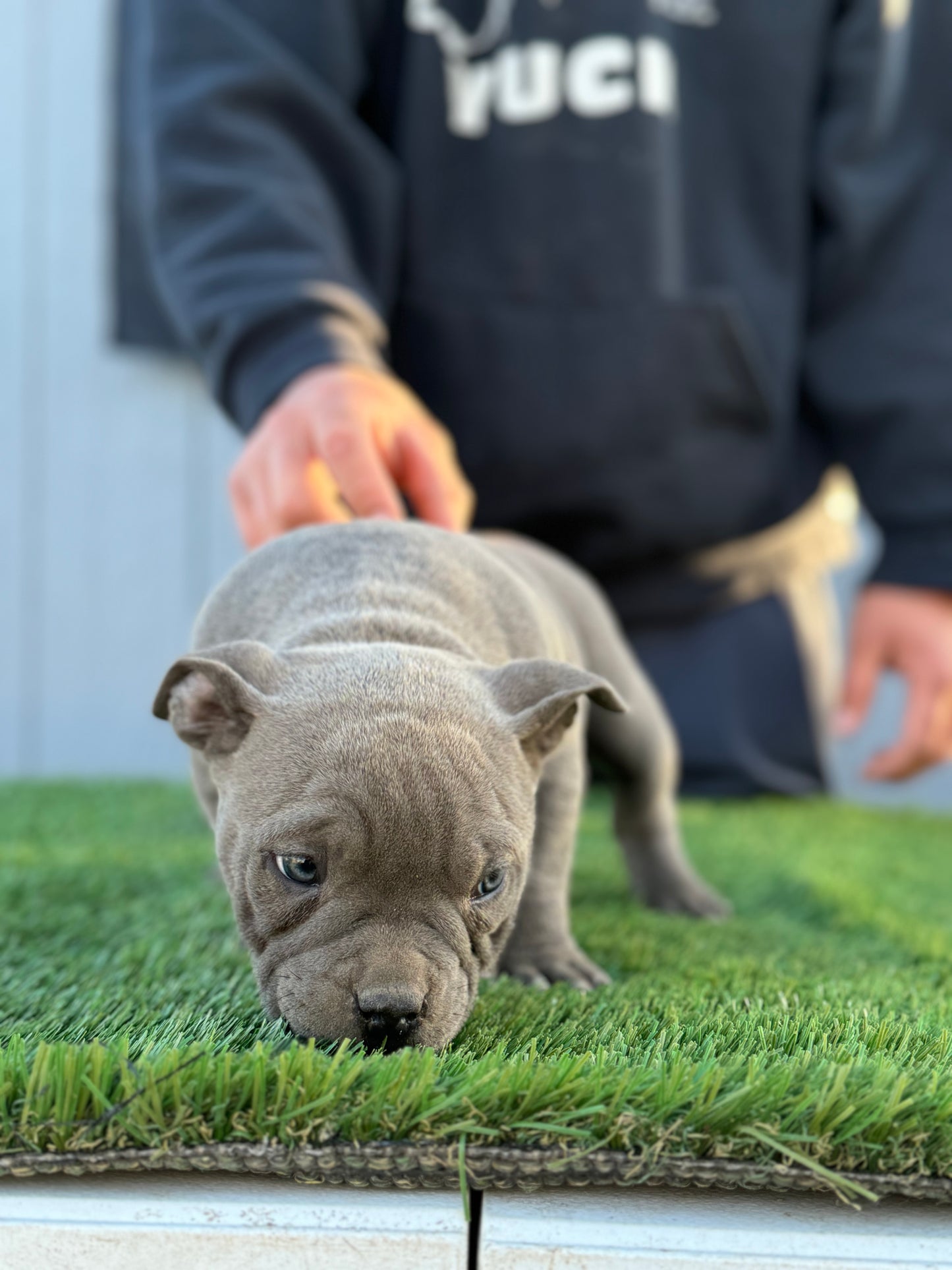 Female pup