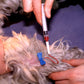 Progesterone & Reverse Progesterone  Testing