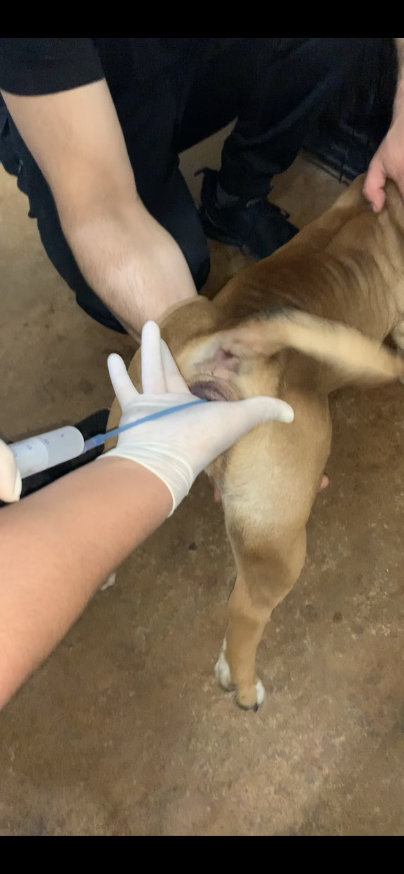 Artificial Inseminations